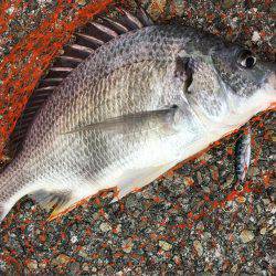 ライトショアジギング