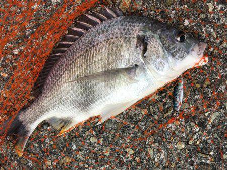 ライトショアジギング