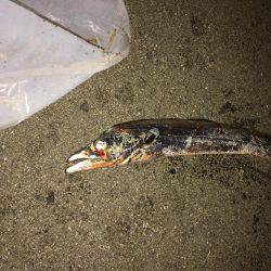 タチウオとアジング