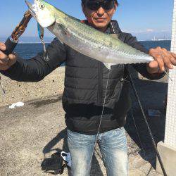 マズメ終わりのサゴシ