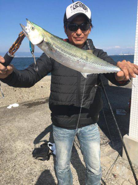 マズメ終わりのサゴシ