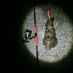 久しぶりのアオリ