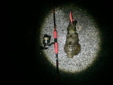 久しぶりのアオリ