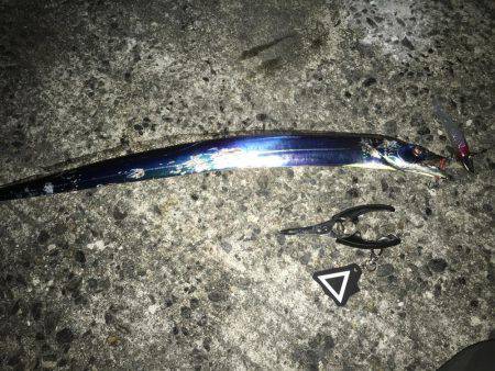 太刀魚が嫌がらせ…？