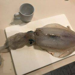 秋なのに〜╰(*´︶`*)╯♡