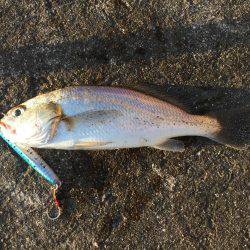 ショアジギング