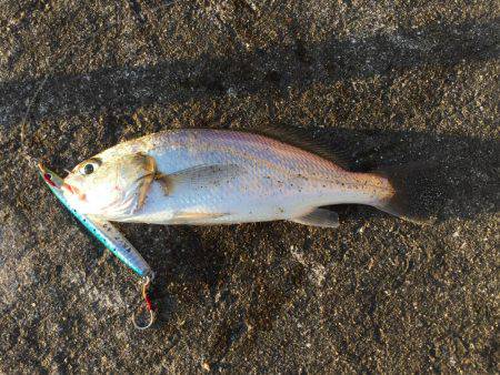 ショアジギング