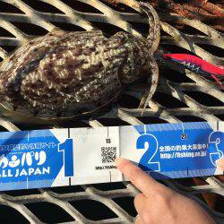 今年最後のエギング…