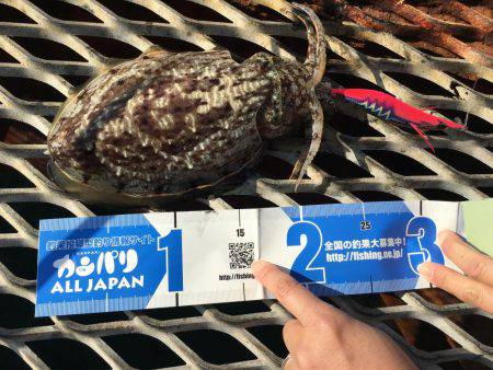 今年最後のエギング…