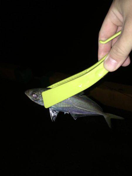 津久見港・ナフコ裏にてアジング