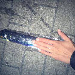 まだタチウオいけましたー！