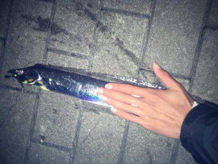 まだタチウオいけましたー！