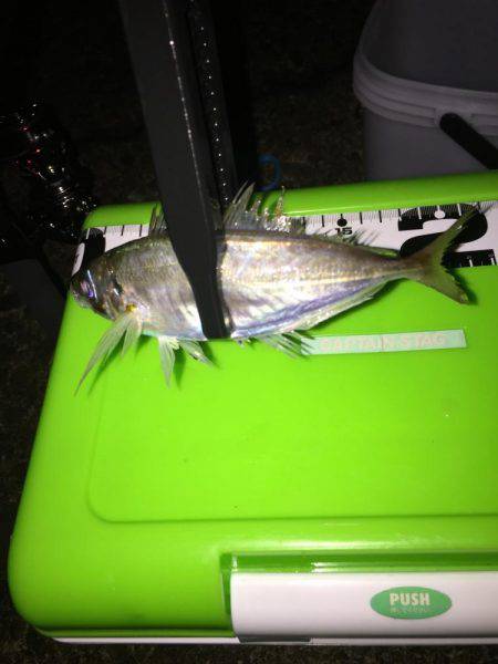 アジング釣行2日目