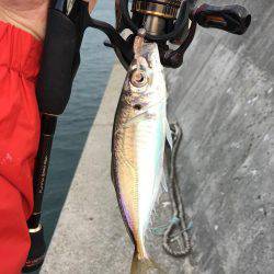 アジング調査 #2