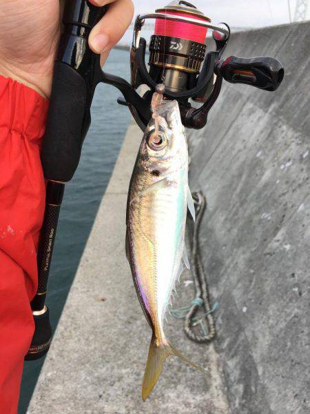 アジング調査 #2