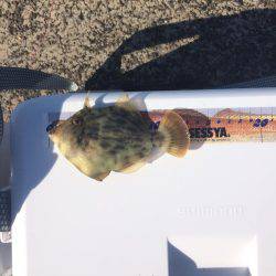 カワハギ釣りに行ったのにアジ、