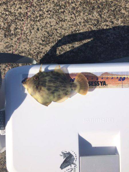 カワハギ釣りに行ったのにアジ、