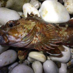 泉南ライトゲーム