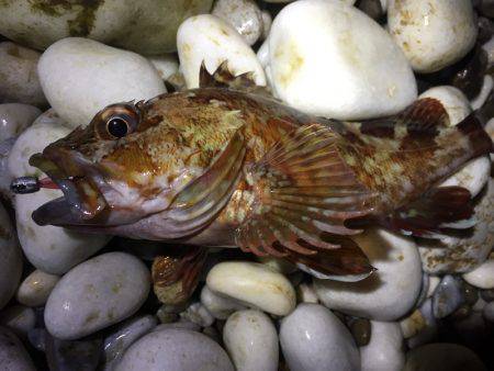 泉南ライトゲーム