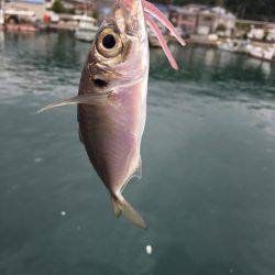 アジング調査 #3