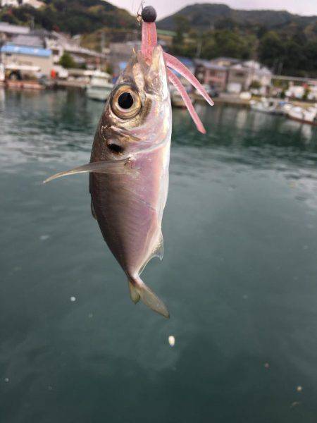 アジング調査 #3