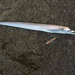 タチウオとサゴシを狙いに！