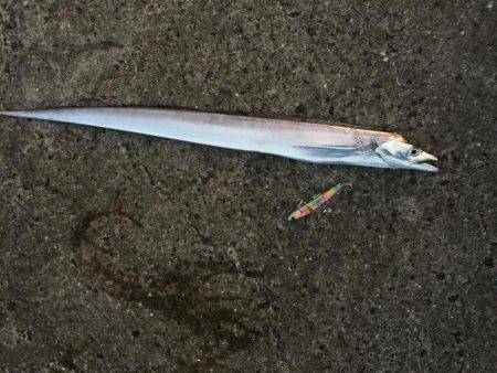 タチウオとサゴシを狙いに！