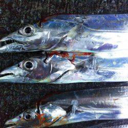 阿南市の大潟岸壁テンヤでタチウオ