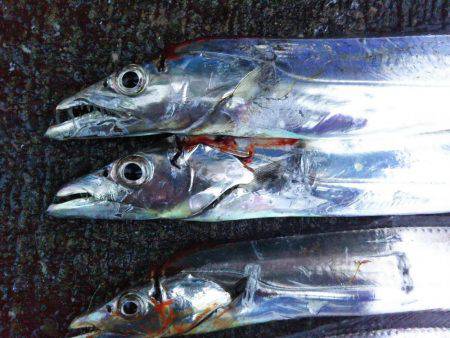 阿南市の大潟岸壁テンヤでタチウオ