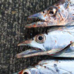 大潟岸壁テンヤでタチウオ