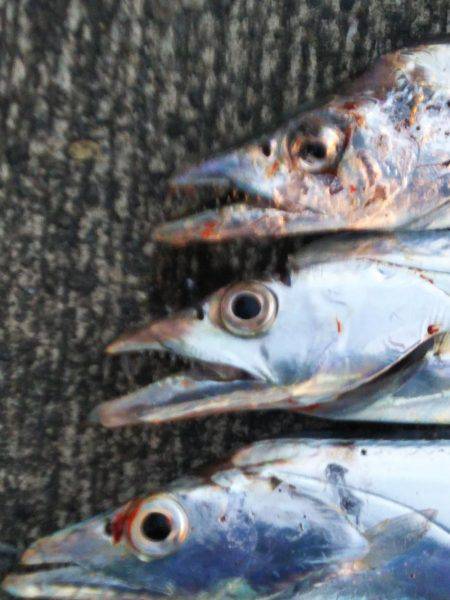 大潟岸壁テンヤでタチウオ
