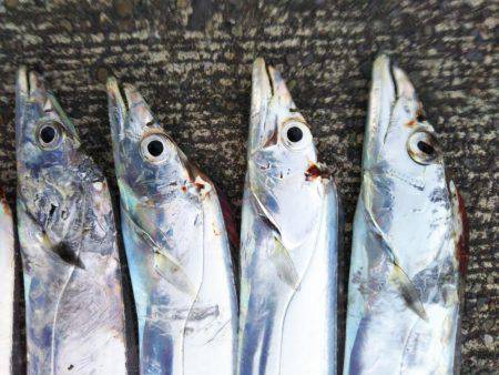 阿南市の大潟岸壁テンヤでタチウオ