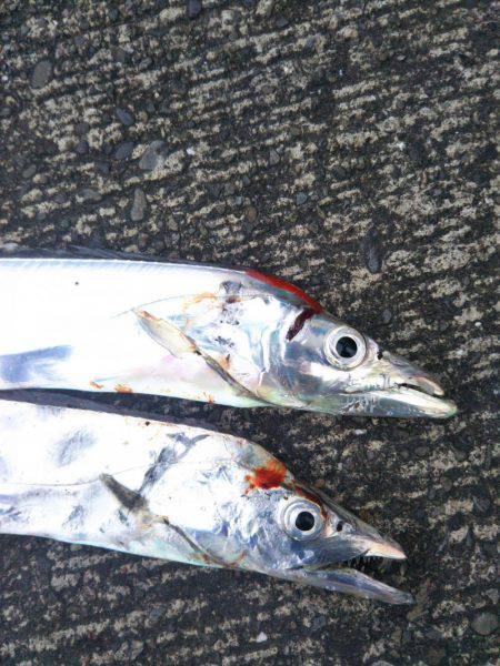 阿南市の大潟岸壁テンヤでタチウオ