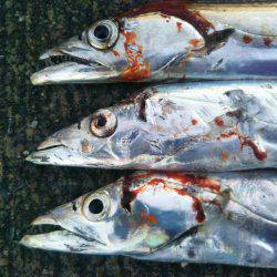 阿南市の大潟岸壁テンヤでタチウオ