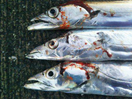 阿南市の大潟岸壁テンヤでタチウオ