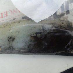 まだまだエギング!!