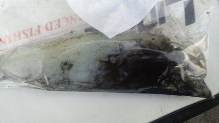 まだまだエギング!!