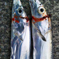 阿南市の大潟岸壁テンヤでタチウオ