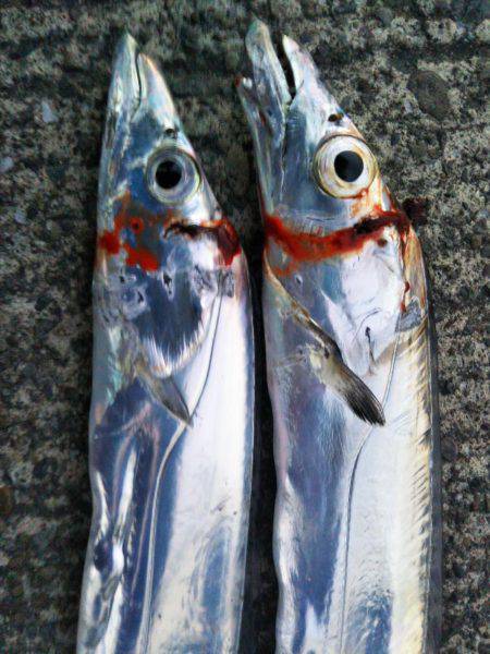 阿南市の大潟岸壁テンヤでタチウオ