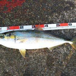 アジ〜ヤエン〜ノマセ