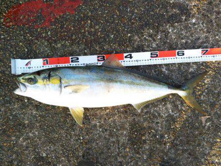 アジ〜ヤエン〜ノマセ