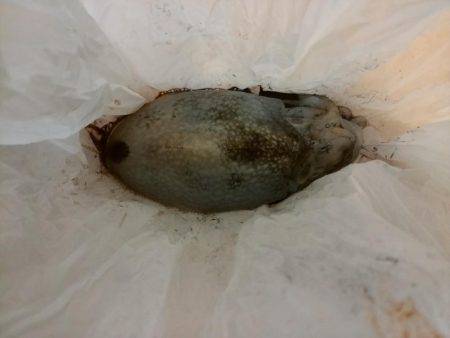 スーパームーン