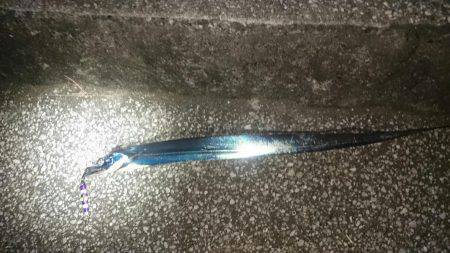 ジグでタチウオ