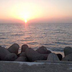 大きくなったイカさんは?!