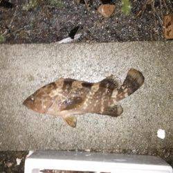 アジ狙いでアコウ、メバル