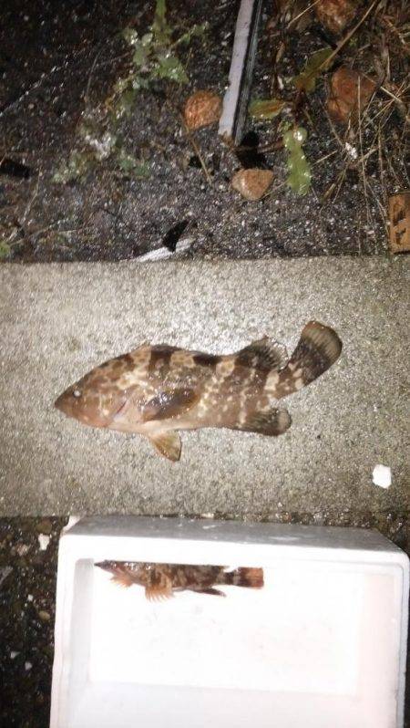 アジ狙いでアコウ、メバル