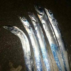 サーべリングでタチウオ