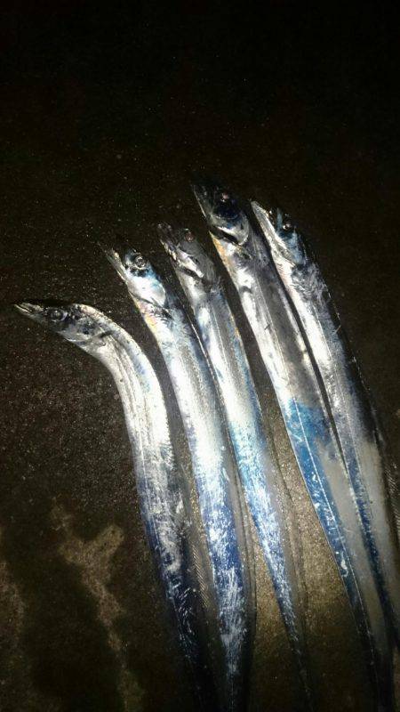 サーべリングでタチウオ