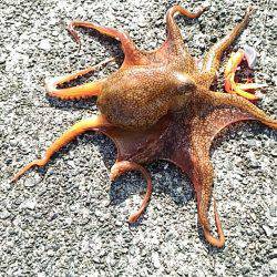 ルアーで五目釣り！（達成ならず、三目！）