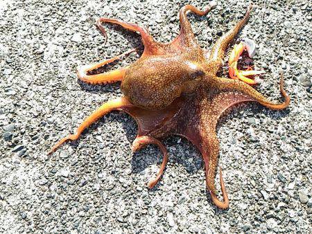 ルアーで五目釣り！（達成ならず、三目！）